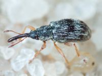 Taeniapion urticarium