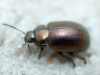 Chrysolina hyperici