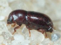 Ciidae