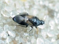 Anthocoris