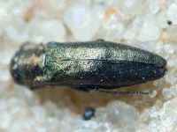 Agrilus convexicollis