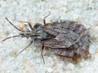 Aradus conspicuus