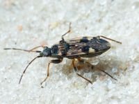 Heteroptera