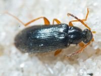 Coleoptera