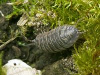 Trachelipus