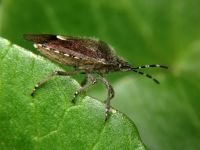 Dolycoris baccarum