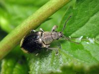 Phyllobius pyri