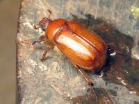 Holochelus aequinoctialis