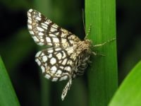 Chiasmia clathrata