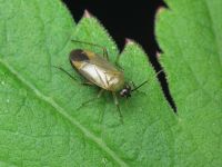 Plagiognathus arbustorum