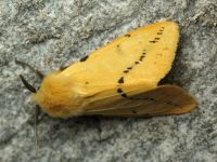 Spilosoma lutea