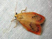 Miltochrista miniata