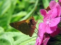 Ochlodes sylvanus