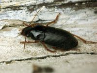 Pseudoophonus rufipes