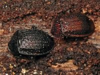 Phosphuga atrata