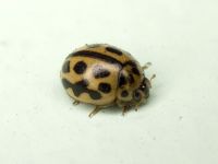 Tytthaspis sedecimpunctata