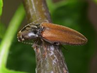 Dicronychus cinereus