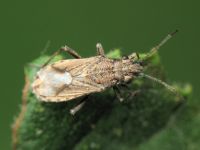 Ortholomus punctipennis