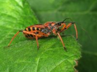 Rhynocoris iracundus