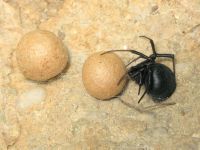 Latrodectus tredecimguttatus