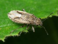 Ortholomus punctipennis