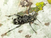 Xylotrechus rusticus