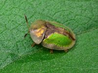 Cassida (Cassida) vibex