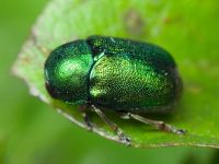 Cryptocephalus (Cryptocephalus) sericeus