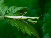 Mantis religiosa