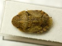 Sciocoris deltocephalus