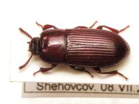 Uloma culinaris