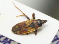 Eremocoris fenestratus