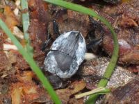 Sisyphus schaefferi boschniaki