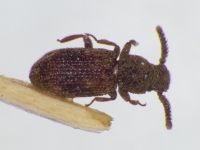 Corticus celtis