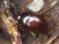 Acritus minutus