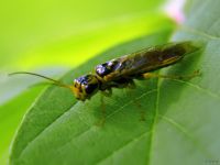 Tenthredopsis