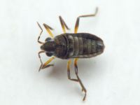 Microvelia reticulata