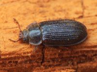 Grynocharis oblonga
