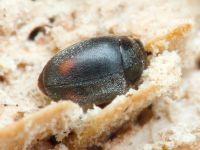 Scymniscus biflammulatus