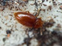 Mycetaea subterranea