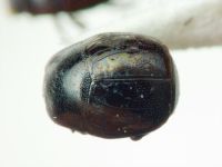 Histeridae