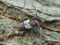 Pogonocherus hispidulus