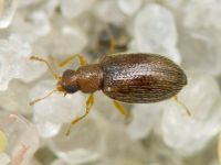 Melanophthalma