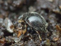 Stethorus punctillum