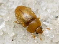 Epuraea