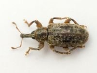 Dorytomus rubrirostris
