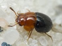 Agathidium nigripenne