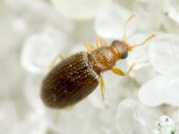 Melanophthalma