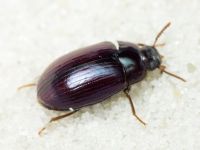 Platydema violaceum