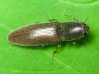 Athous haemorrhoidalis